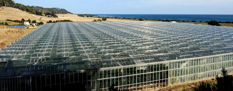 glasshouse2